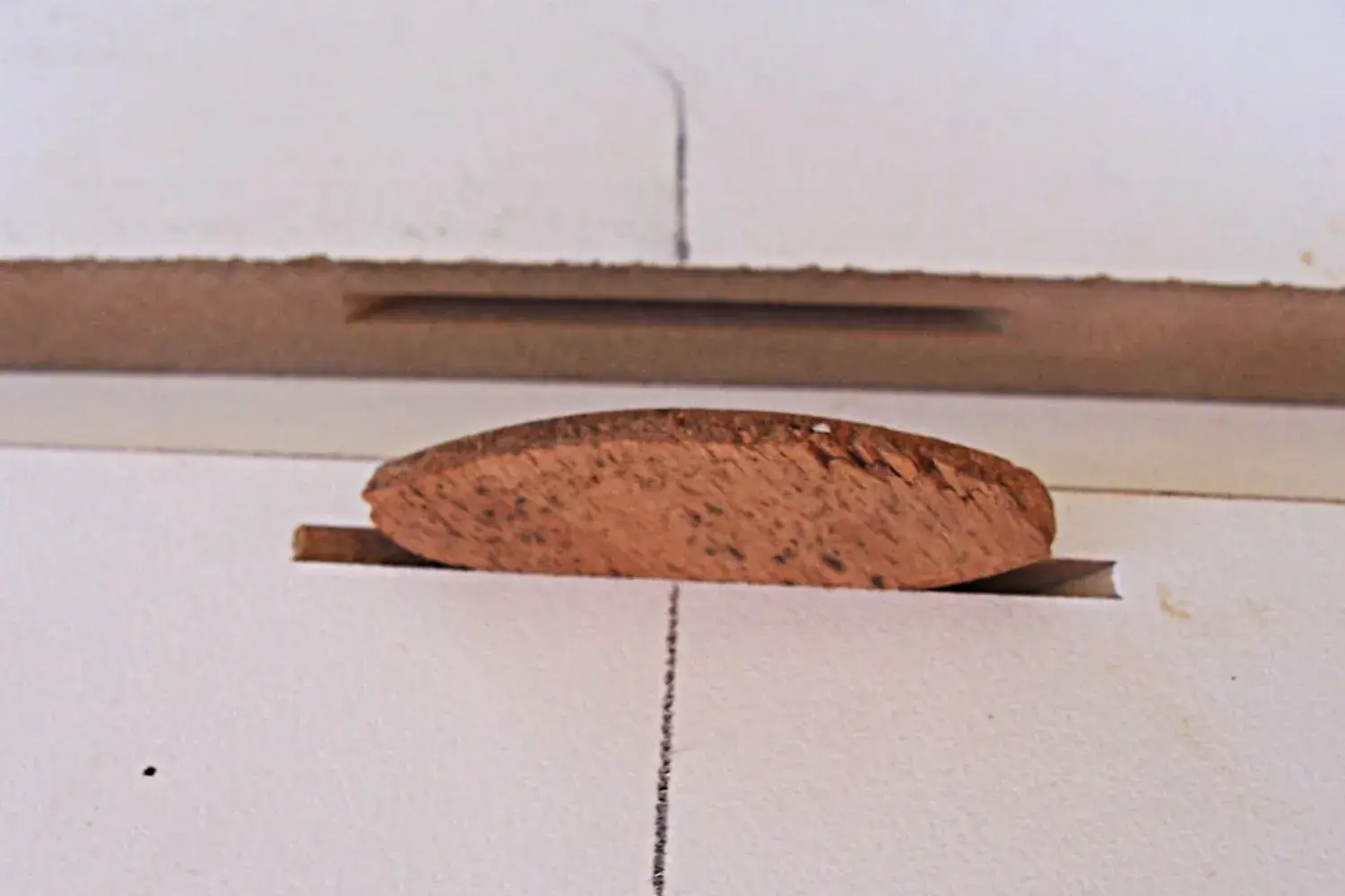 A wooden biscuit sitting in a slot cut into the edge of a board