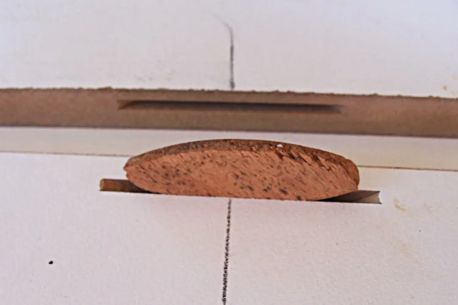 A wooden biscuit sitting in a slot cut into the edge of a board